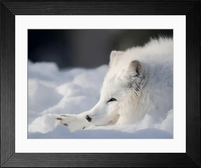 Framed Print : Finland, Ranua Wildlife Park. Dhole, Arctic fox in white winter coat