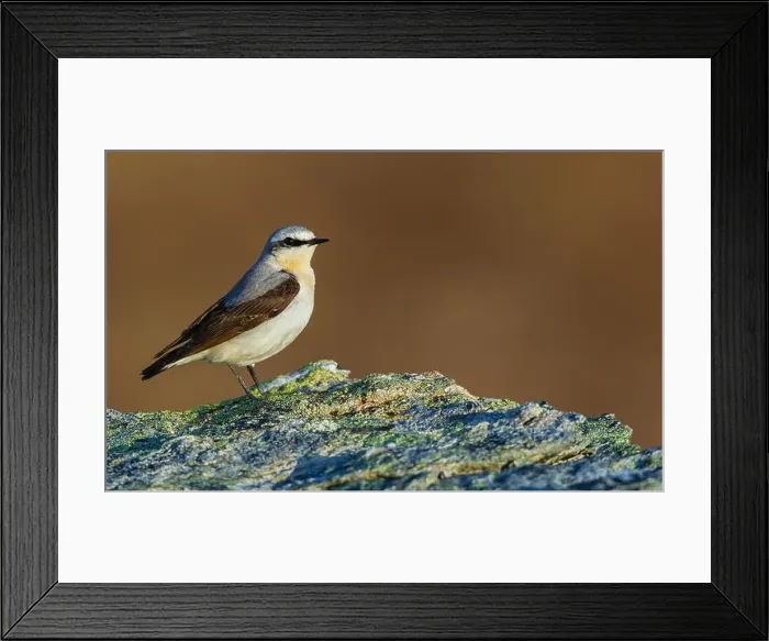 Framed Print : Northern wheatear at home in the arctic tundra habitat of the Seward Peninsula, Alaska Framed Print : Northern wheatear at home in the arctic tundra habitat of the Seward Peninsula, Alaska