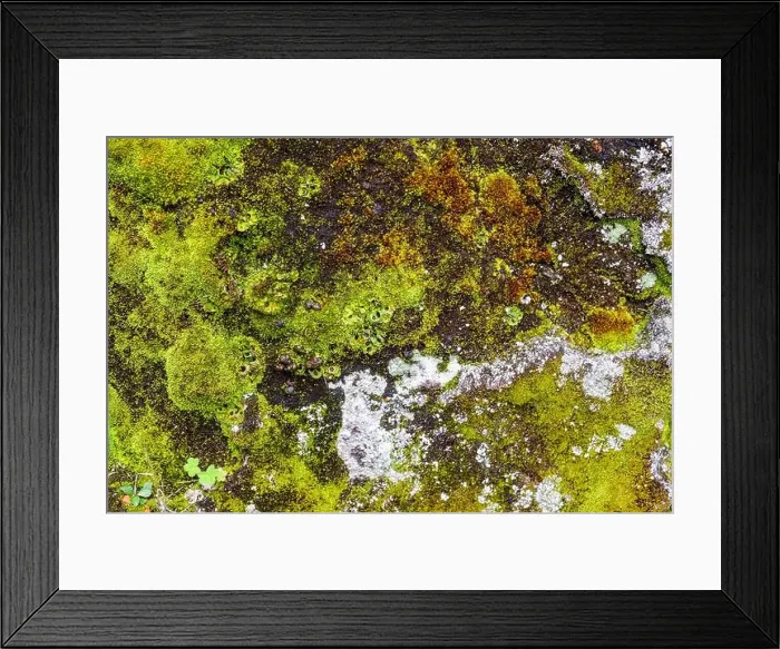 Framed Print : Close-up of colorful moss and lichen covering a rock surface Framed Print : Close-up of colorful moss and lichen covering a rock surface