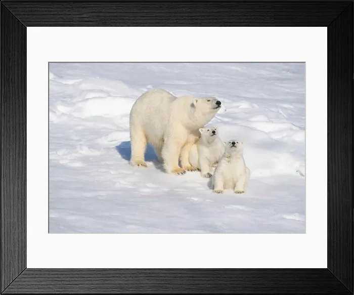 Framed Print : Norway, Svalbard Framed Print : Norway, Svalbard