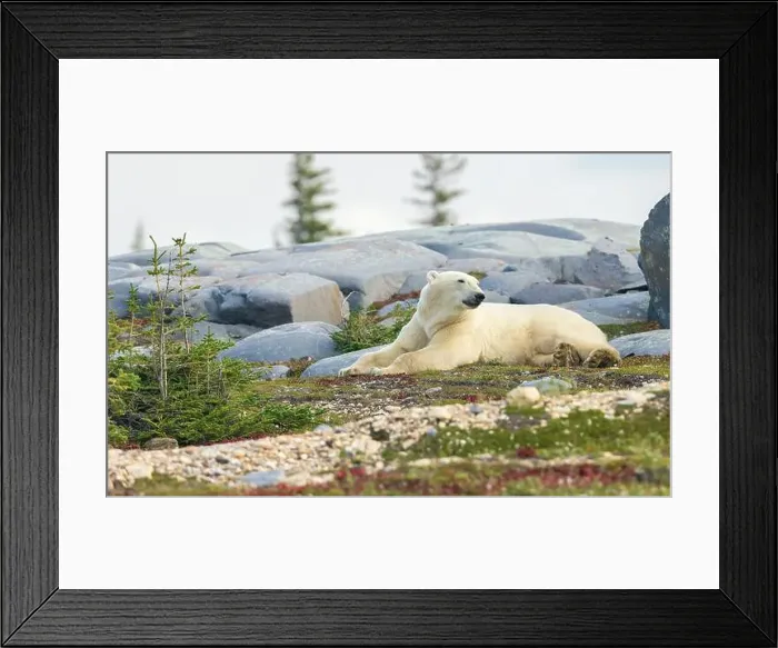 Framed Print : Polar bear rests along the shoreline of Hudson Bay Framed Print : Polar bear rests along the shoreline of Hudson Bay