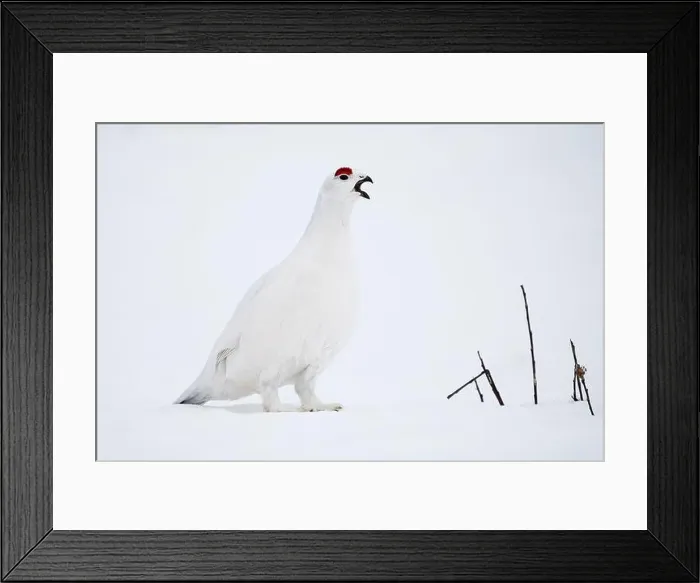 Framed Print : Willow Ptarmigan vocalizing in Arctic Valley in Southcentral Alaska Framed Print : Willow Ptarmigan vocalizing in Arctic Valley in Southcentral Alaska