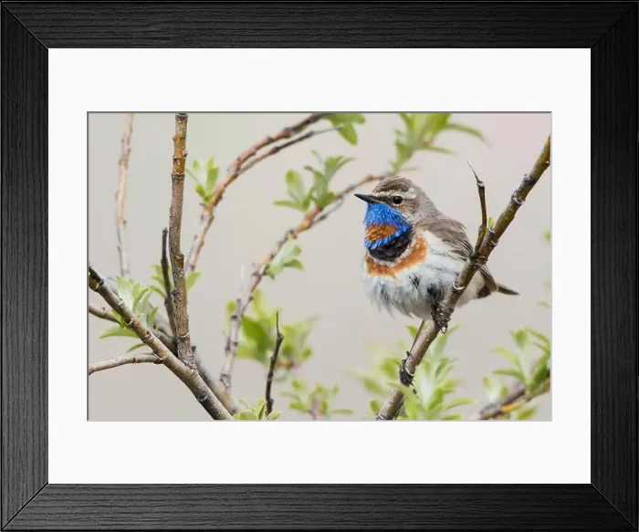 Framed Print : Bluethroat male on his summer territory in the arctic tundra of the Seward Peninsula. Alaska Framed Print : Bluethroat male on his summer territory in the arctic tundra of the Seward Peninsula. Alaska