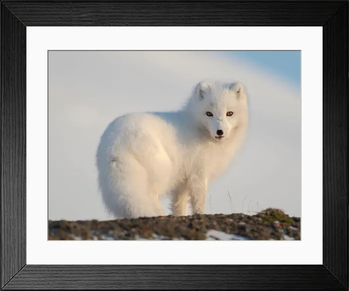 Framed Print : Arctic fox in snow during winter at Gronfjorden in Nordenskiold Land, Norway, Svalbard Framed Print : Arctic fox in snow during winter at Gronfjorden in Nordenskiold Land, Norway, Svalbard