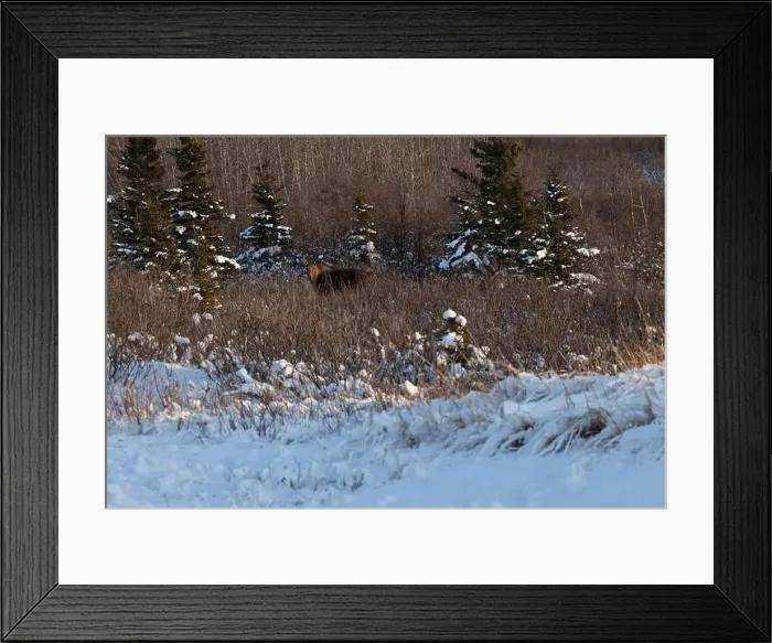 Framed Print : Sun shining on head of moose standing in vegetation in front of a pile of snow on a winter afternoon near Delta Framed Print : Sun shining on head of moose standing in vegetation in front of a pile of snow on a winter afternoon near Delta