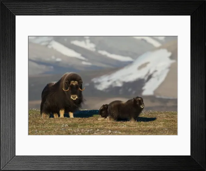 Framed Print : Protective musk ox parent, arctic tundra habitat around the Seward Peninsula, Alaska Framed Print : Protective musk ox parent, arctic tundra habitat around the Seward Peninsula, Alaska