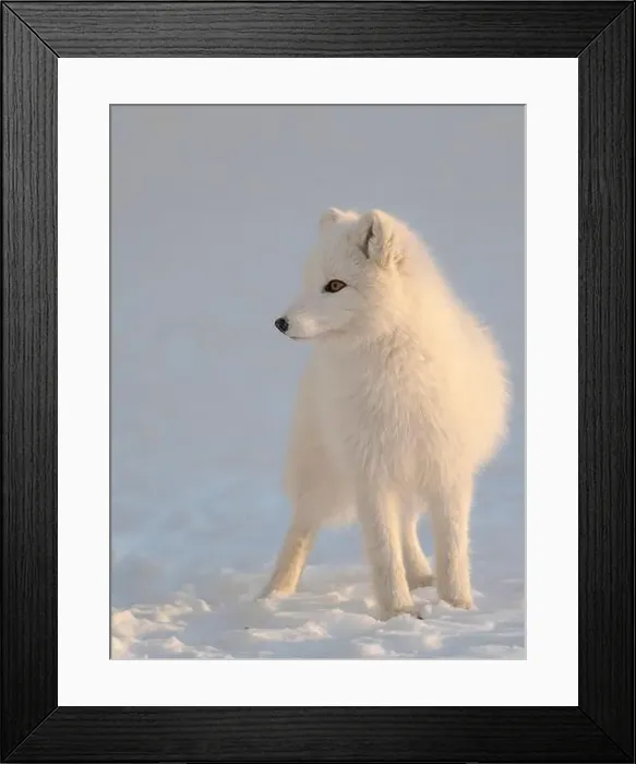 Framed Print : Arctic fox in snow during winter at Gronfjorden in Nordenskiold Land, Norway, Svalbard Framed Print : Arctic fox in snow during winter at Gronfjorden in Nordenskiold Land, Norway, Svalbard