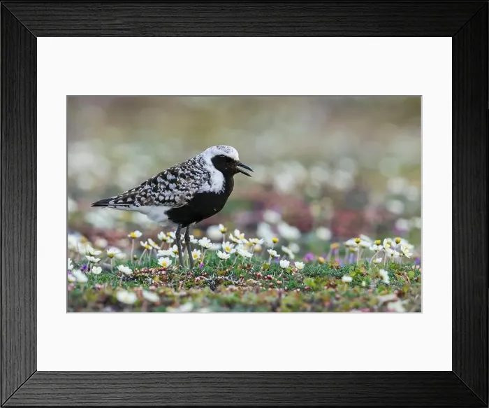 Framed Print : Black-bellied plover calling, at home on the arctic tundra of Alaska Framed Print : Black-bellied plover calling, at home on the arctic tundra of Alaska