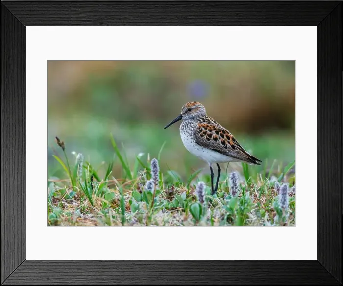 Framed Print : Western sandpiper at home in the arctic tundra habitat of the Seward Peninsula, Alaska Framed Print : Western sandpiper at home in the arctic tundra habitat of the Seward Peninsula, Alaska