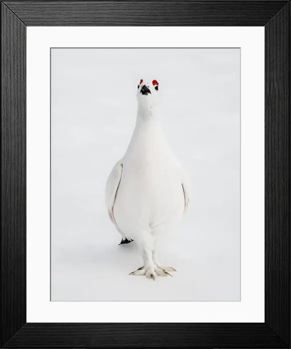 Framed Print : Willow Ptarmigan in Arctic Valley in Southcentral Alaska Framed Print : Willow Ptarmigan in Arctic Valley in Southcentral Alaska
