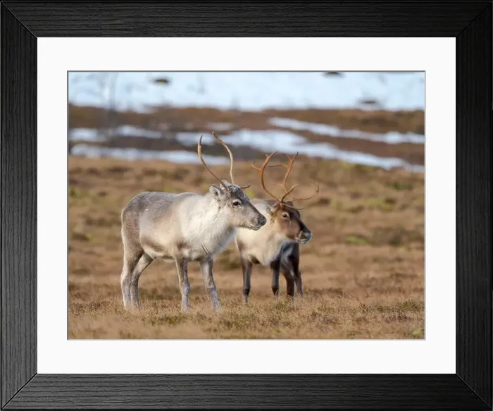 Framed Print : Semi-domesticated reindeer on the island Senja near Mefjordvaer during late winter. Norway Framed Print : Semi-domesticated reindeer on the island Senja near Mefjordvaer during late winter. Norway