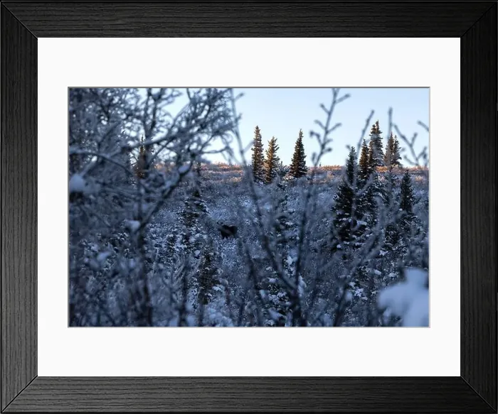 Framed Print : Moose through trees near Donnelly Dome on a winter afternoon near Delta Junction, Alaska Framed Print : Moose through trees near Donnelly Dome on a winter afternoon near Delta Junction, Alaska