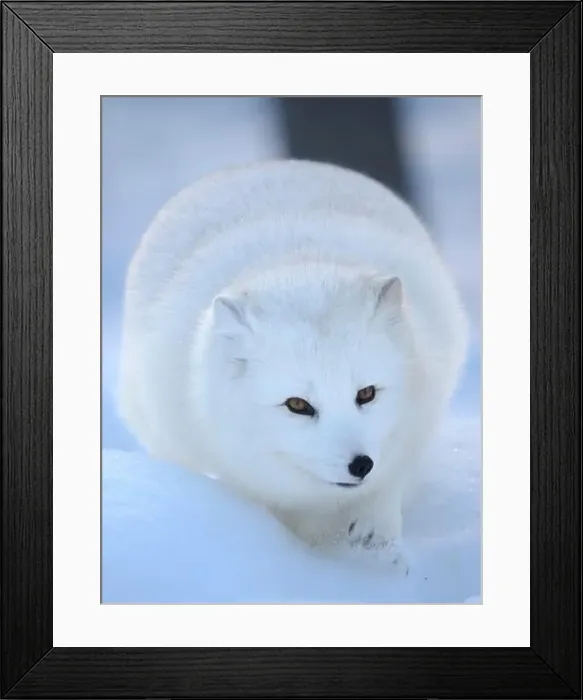 Framed Print : Finland, Ranua Wildlife Park. Dhole, Arctic fox in white winter coat