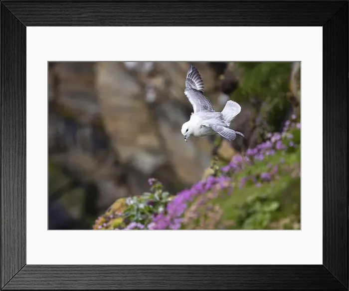 Framed Print : Northern fulmar (Fulmarus glacialis) flying over flower-covered grass, Thurso, Scotland, Great Britain Framed Print : Northern fulmar (Fulmarus glacialis) flying over flower-covered grass, Thurso, Scotland, Great Britain
