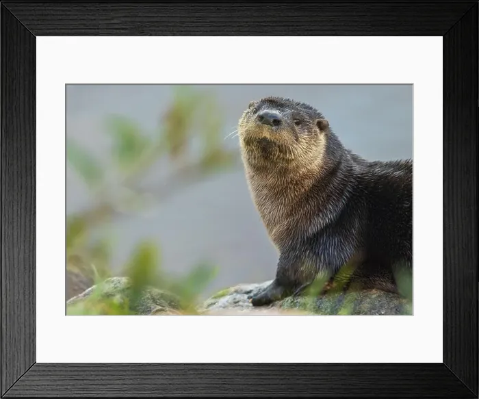 Framed Print : River otter pauses for a moment while foraging along a river bank in the arctic country Framed Print : River otter pauses for a moment while foraging along a river bank in the arctic country