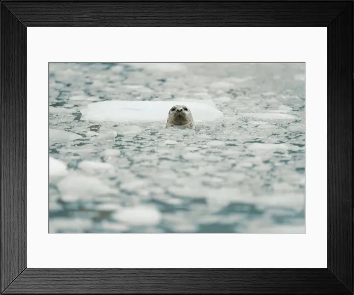 Framed Print : Seal Emerges Amidst Frozen Arctic Waters Surrounded by Ice and S Framed Print : Seal Emerges Amidst Frozen Arctic Waters Surrounded by Ice and S