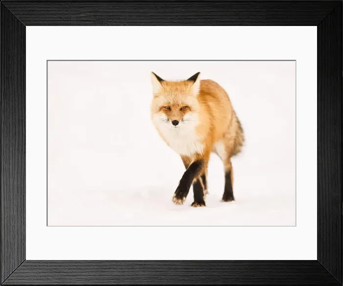 Framed Print : Close-Up of a Red Fox Walking on Snowy Terrain Framed Print : Close-Up of a Red Fox Walking on Snowy Terrain