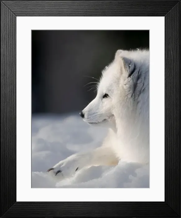 Framed Print : Finland, Ranua Wildlife Park. Dhole, Arctic fox in white winter coat