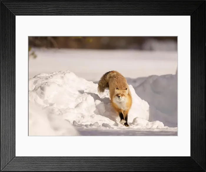 Framed Print : Red Fox Exploring Snowy Landscape in Winter Framed Print : Red Fox Exploring Snowy Landscape in Winter