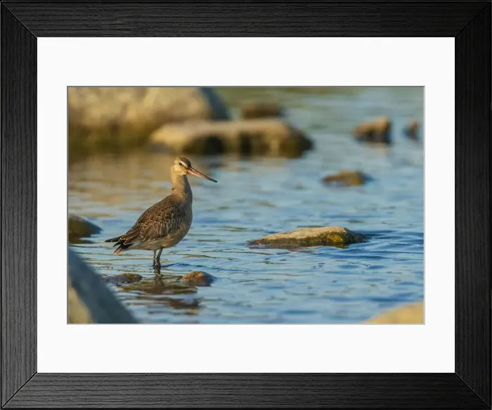 Framed Print : Hudsonian godwit pauses a small creeks edge in the arctic habitat in Northern Manitoba Framed Print : Hudsonian godwit pauses a small creeks edge in the arctic habitat in Northern Manitoba