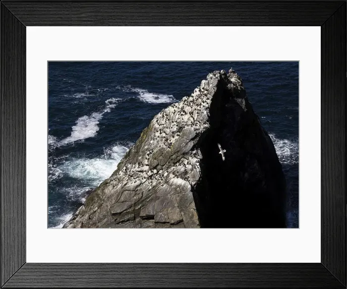 Framed Print : Northern fulmar (Fulmarus glacialis) Framed Print : Northern fulmar (Fulmarus glacialis)