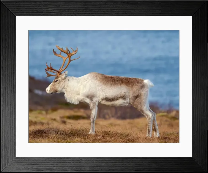 Framed Print : Semi-domesticated reindeer, female, on the island Senja near Mefjordvaer during late winter. Norway Framed Print : Semi-domesticated reindeer, female, on the island Senja near Mefjordvaer during late winter. Norway