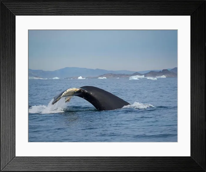Framed Print : Diving Humpback whale in the Sermilik fjord in East Greenland, Danish Territory Framed Print : Diving Humpback whale in the Sermilik fjord in East Greenland, Danish Territory