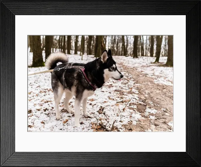 Framed Print : Black and white husky dog stands on snowy ground among trees Framed Print : Black and white husky dog stands on snowy ground among trees