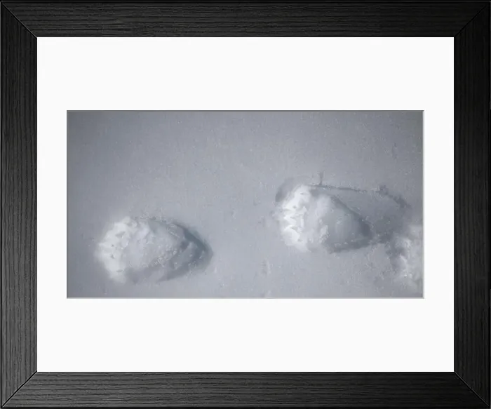Framed Print : Polar bear walking on arctic snow leaving footprints behind Framed Print : Polar bear walking on arctic snow leaving footprints behind