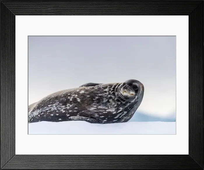 Framed Print : Close-up of a Weddell seal -Leptonychotes weddellii- resting on a small iceberg near Cuverville Island on the Antarctic Framed Print : Close-up of a Weddell seal -Leptonychotes weddellii- resting on a small iceberg near Cuverville Island on the Antarctic