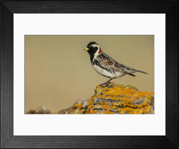 Framed Print : Lapland longspur in it's summer home on the arctic tundra of the Seward Peninsula. Alaska Framed Print : Lapland longspur in it's summer home on the arctic tundra of the Seward Peninsula. Alaska