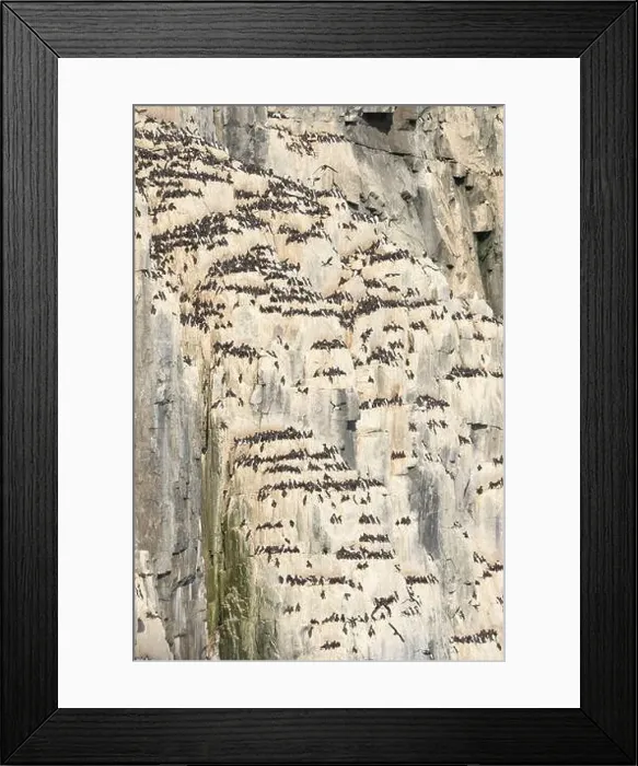 Framed Print : Norway, Svalbard. Thick-billed murre bird nests on Alkefjellet cliffs. ©Don Grall / Jaynes Gallery / DanitaDelimont.com Framed Print : Norway, Svalbard. Thick-billed murre bird nests on Alkefjellet cliffs. ©Don Grall / Jaynes Gallery / DanitaDelimont.com