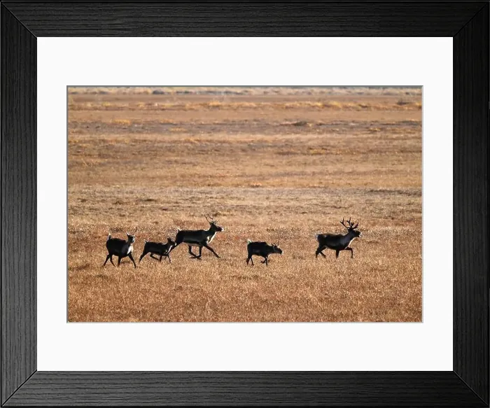 Framed Print : A group of five caribous run in the arctic tundra near Deadhorse in Alaska Framed Print : A group of five caribous run in the arctic tundra near Deadhorse in Alaska
