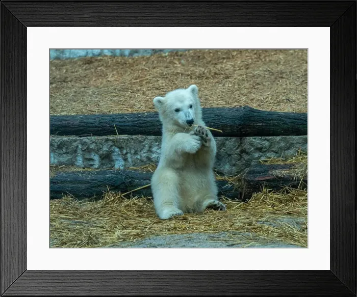 Framed Print : Polar bear (Ursus maritimus) yearling Cup at the Karlsruhe Zoo. Mika is born on 2 November 2024 Framed Print : Polar bear (Ursus maritimus) yearling Cup at the Karlsruhe Zoo. Mika is born on 2 November 2024