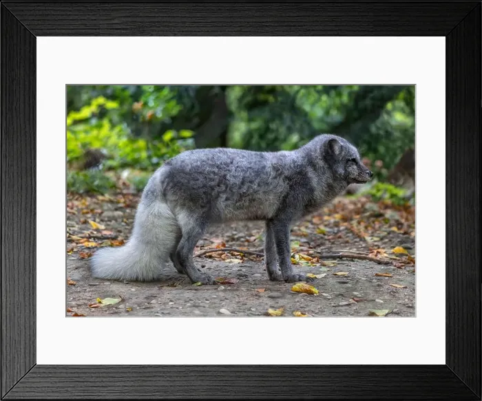 Framed Print : The Arctic fox (Vulpes lagopus) or white fox Framed Print : The Arctic fox (Vulpes lagopus) or white fox