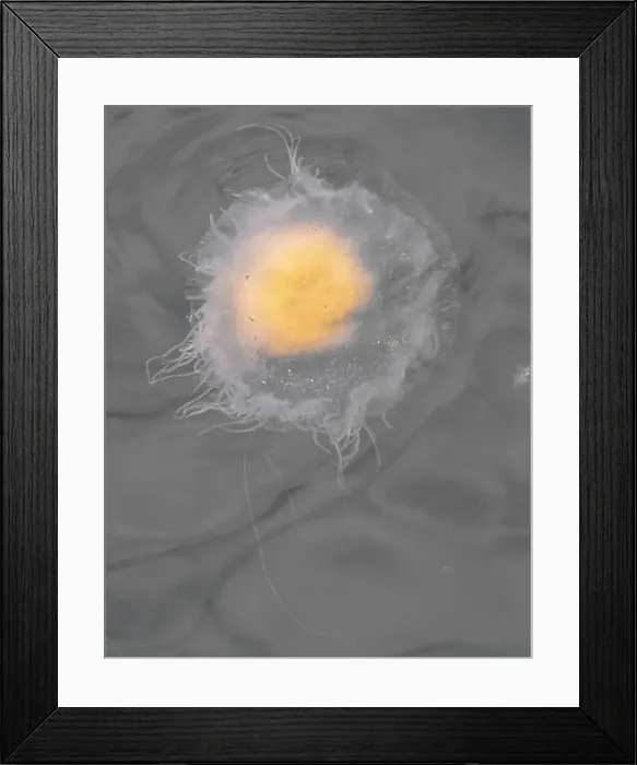 Framed Print : Fried Egg or Egg-yolk Jellyfish (Phacellophora camtschatica) Framed Print : Fried Egg or Egg-yolk Jellyfish (Phacellophora camtschatica)