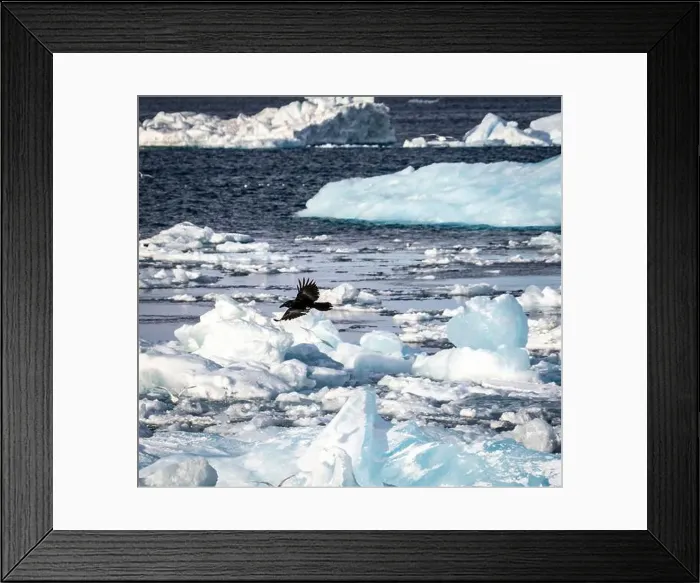 Framed Print : A bird in flight over a frozen landscape with icebergs and icy waters Framed Print : A bird in flight over a frozen landscape with icebergs and icy waters