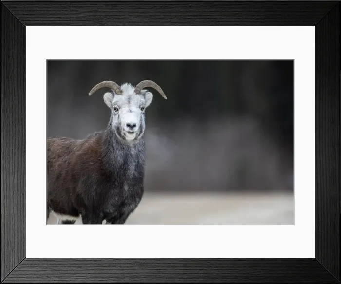 Framed Print : Stone sheep (Ovis dalli stonei) standing alert in its natural habitat, Northern British Columbia, Canada Framed Print : Stone sheep (Ovis dalli stonei) standing alert in its natural habitat, Northern British Columbia, Canada