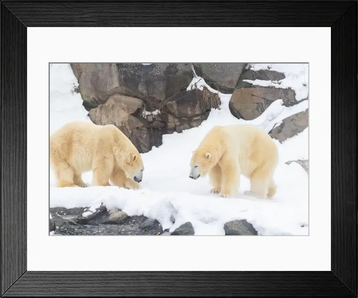 Framed Print : Two males polar bear (Ursus maritimus) in winter Framed Print : Two males polar bear (Ursus maritimus) in winter