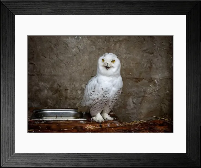Framed Print : White polar owl with surprised face breathes like a dog moving tongue with open beak Framed Print : White polar owl with surprised face breathes like a dog moving tongue with open beak