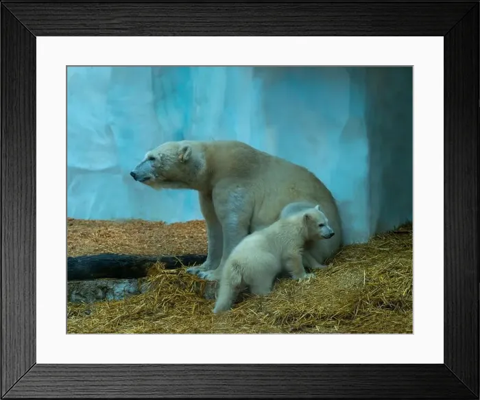 Framed Print : Mother polar bear (Ursus maritimus) and yearling Cup at the Karlsruhe Zoo. Mika is born on 2 November 2024 Framed Print : Mother polar bear (Ursus maritimus) and yearling Cup at the Karlsruhe Zoo. Mika is born on 2 November 2024