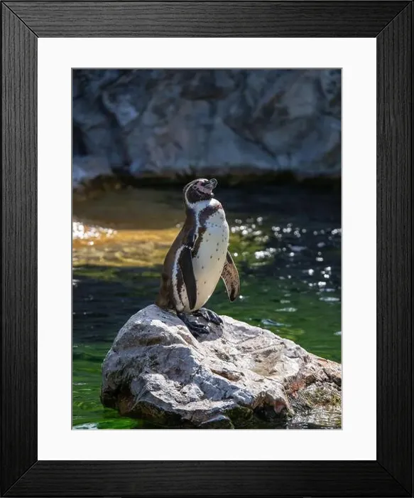 Framed Print : Penguin stand on a Rock Near a Pond Framed Print : Penguin stand on a Rock Near a Pond