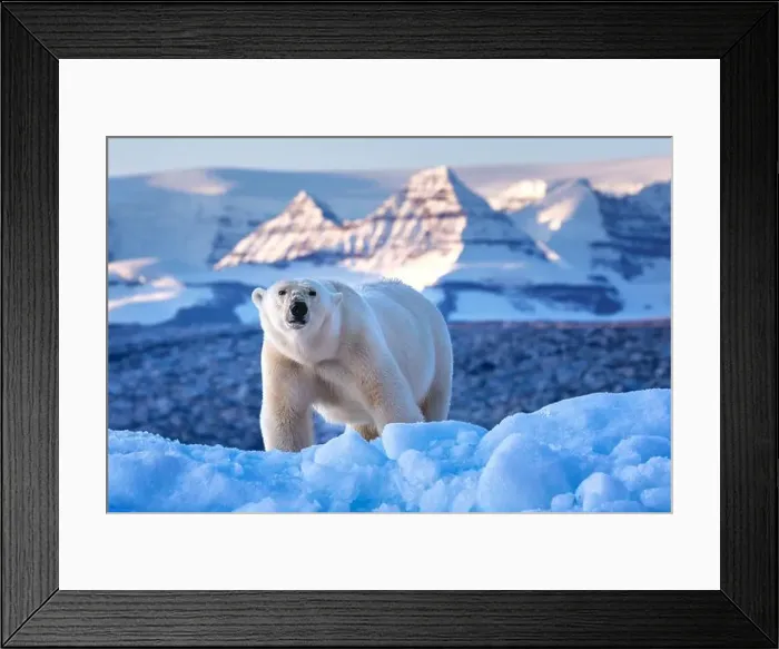 Framed Print : Polar bear, ursus maritimus, and the red rock mountains of Vikinge Bay Framed Print : Polar bear, ursus maritimus, and the red rock mountains of Vikinge Bay