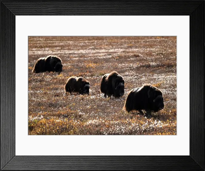 Framed Print : Four musk oxes grazing in the tundra not far away from Deadhorse, Alaska Framed Print : Four musk oxes grazing in the tundra not far away from Deadhorse, Alaska