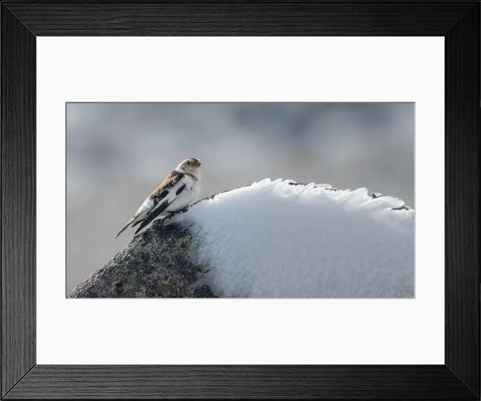 Framed Print : Snow bunting (Plectrophenax nivalis) on the summit of Cairn Gorm mountain, Scotland. Cute winter bird Framed Print : Snow bunting (Plectrophenax nivalis) on the summit of Cairn Gorm mountain, Scotland. Cute winter bird