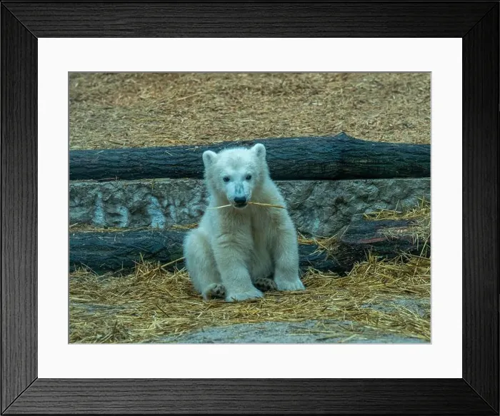 Framed Print : Polar bear (Ursus maritimus) yearling Cup at the Karlsruhe Zoo. Mika is born on 2 November 2024 Framed Print : Polar bear (Ursus maritimus) yearling Cup at the Karlsruhe Zoo. Mika is born on 2 November 2024