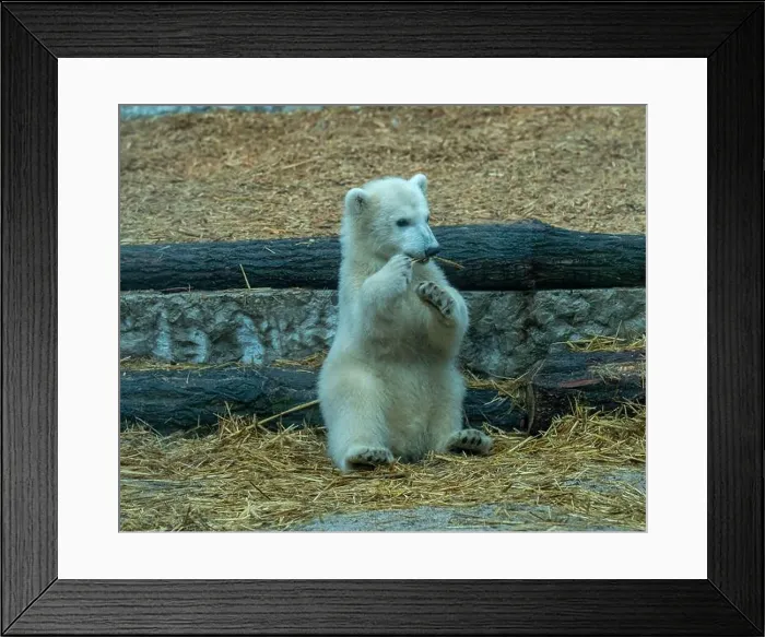 Framed Print : Polar bear (Ursus maritimus) yearling Cup at the Karlsruhe Zoo. Mika is born on 2 November 2024 Framed Print : Polar bear (Ursus maritimus) yearling Cup at the Karlsruhe Zoo. Mika is born on 2 November 2024
