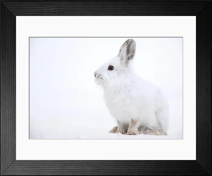 Framed Print : Snowshoe hare (Lepus americanus) in its white winter coat Framed Print : Snowshoe hare (Lepus americanus) in its white winter coat