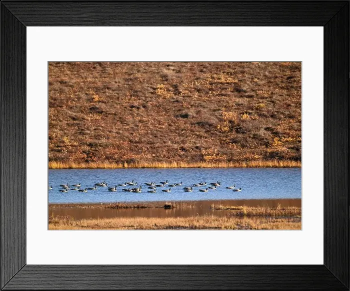 Framed Print : South of the industrial area of Deadhorse in Alaska, a group of Canada goose prepare to leave before winter arrives Framed Print : South of the industrial area of Deadhorse in Alaska, a group of Canada goose prepare to leave before winter arrives