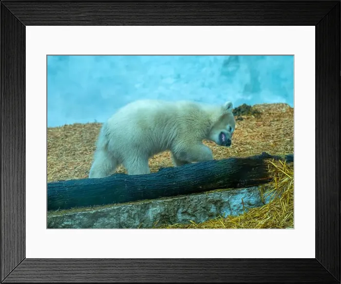 Framed Print : Mother polar bear (Ursus maritimus) and yearling Cup at the Karlsruhe Zoo. Mika is born on 2 November 2024 Framed Print : Mother polar bear (Ursus maritimus) and yearling Cup at the Karlsruhe Zoo. Mika is born on 2 November 2024
